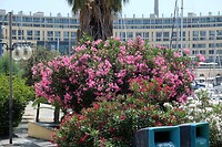 DSCF9001