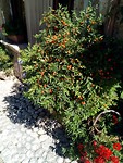 Oranjeboompje (Solanum) in Farfa