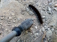 Grote rups