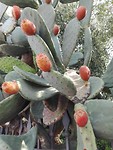 Schijfcactus met vruchten