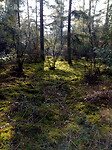 Bos,mos en licht