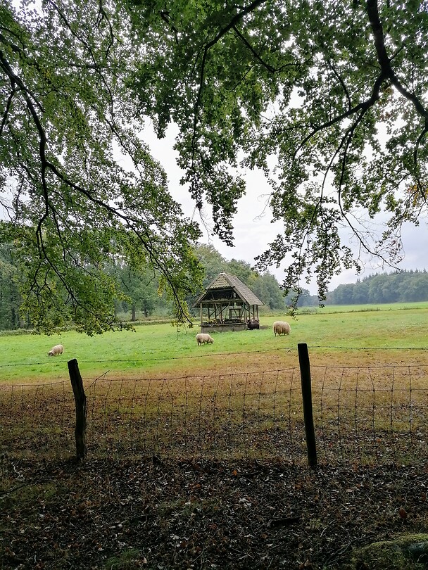 Schaapskooi