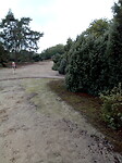 Zand, Dennen en Jeneverbessen