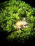 boven in de boom