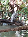 Belize Zoo