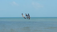 Pelicanen op jacht
