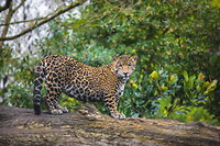 1280-462033081-jaguar-cat