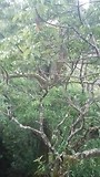 In de boom! Aapje!