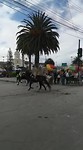 Paardenrennen
