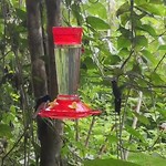 Vogeltjes