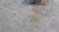 Schildpadjes ter zee lating