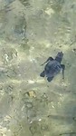 Silje's Roupiah 🐢