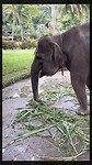 Mason elephant park
