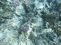 Snorkelen bij Menjangan