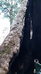 Big trees
