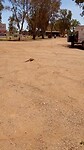 George de lizard