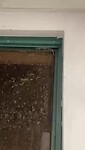 Gekke gekko's 🦎