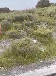 Snakes around