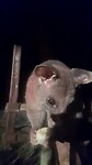 Possum Toodyay