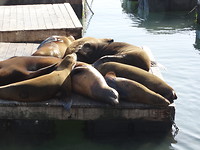 Zeeleeuwen pier 39