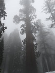Sequoia