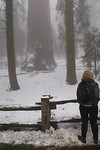 Sequoia