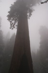 Sequoia