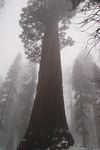 Sequoia
