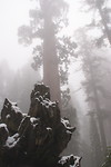 Sequoia