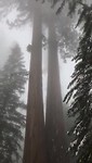 General Sherman Tree