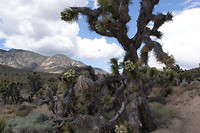 Joshua Tree