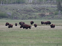 Grand Teton - Bizons