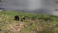 Beren in Yellowstone