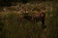 Elk