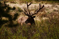 Elk