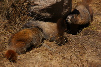 Yellow-Bellied Marmot