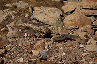 Pika