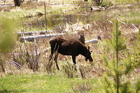 Eland