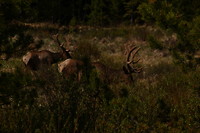 Elk mannen