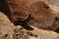 Chipmunk