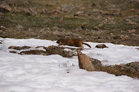 Yellow-Bellied Marmot
