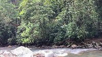 Jungle kamp