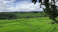 Jatiluwih