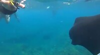 Zwemmen met Manta Ray bij Manta point