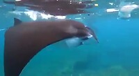 Zwemmen met Manta Ray - Manta point