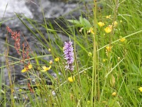 Orchidee