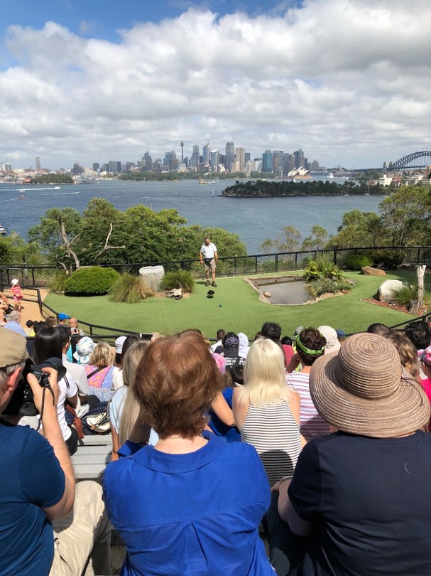 Bird show in Taronga zoo