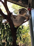 Natuurlijk ook koala's bewonderd