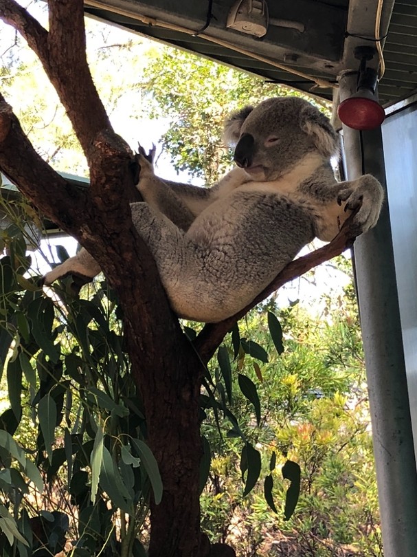 Natuurlijk ook koala's bewonderd