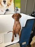 Doggiewash